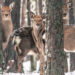 Побільшало оленів та вовків: на Житомирщині провели «перепис» мисливських тварин | Журнал Житомира