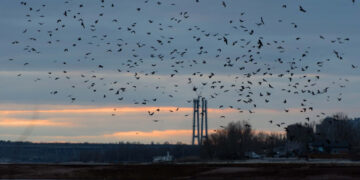 Погода в Запоріжжі в березні 2024 – синоптики прогнозують, що місяць буде теплішим за норму | Новости Запорожья