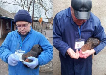 Понад 800 тисяч голів птиці вакцинували проти хвороби Ньюкасла в Кропивницькому районі |  – Новини Кропивницького і Кіровоградщини