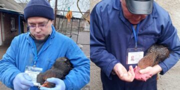 Понад 800 тисяч голів птиці вакцинували проти хвороби Ньюкасла в Кропивницькому районі | – Новини Кропивницького і Кіровоградщини