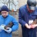 Понад 800 тисяч голів птиці вакцинували проти хвороби Ньюкасла в Кропивницькому районі | – Новини Кропивницького і Кіровоградщини