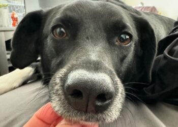 Собака із запорізького притулку знайшов нову родину в Канаді – щаслива історія порятунку | Новости Запорожья