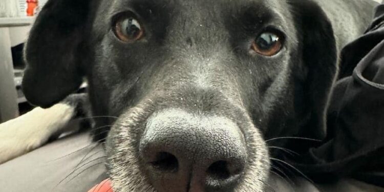 Собака із запорізького притулку знайшов нову родину в Канаді – щаслива історія порятунку | Новости Запорожья