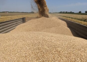 Суд виніс вирок підприємцям, які заволоділи зерном ДП “Червоний землероб” на Кіровоградщині |  – Новини Кропивницького і Кіровоградщини
