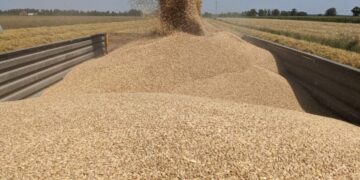 Суд виніс вирок підприємцям, які заволоділи зерном ДП “Червоний землероб” на Кіровоградщині |  – Новини Кропивницького і Кіровоградщини