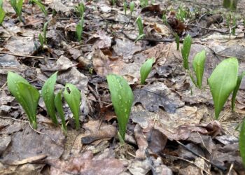 У Черкаській області виявили ліс із червонокнижною рослиною