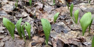 У Черкаській області виявили ліс із червонокнижною рослиною
