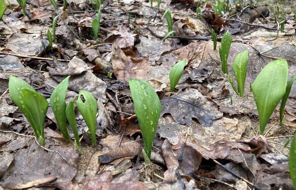 У Черкаській області виявили ліс із червонокнижною рослиною