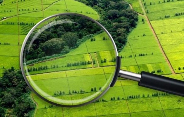 У Червоній Слободі жінка самовільно зайняла земельну ділянку та почала будівництво