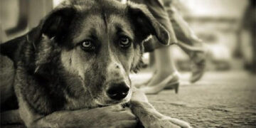 У тварин були судоми: у Болехові отруїли безпритульних собак