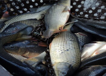 У Запоріжжі біля ринку продавали рибу невідомого походження – подробиці  | Новости Запорожья