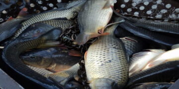 У Запоріжжі біля ринку продавали рибу невідомого походження – подробиці  | Новости Запорожья
