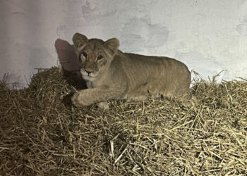 У Запоріжжі військові врятували хвору левицю – зоозахисники розповіли подробиці  | Новости Запорожья