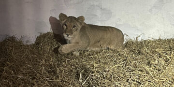 У Запоріжжі військові врятували хвору левицю – зоозахисники розповіли подробиці  | Новости Запорожья