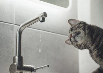 У Запоріжжі вимкнули воду через аварію на ділянці – за якими адресами  | Новости Запорожья