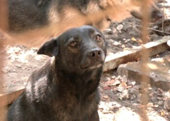 У Запоріжжі волонтери збирають корм для тварин, які залишились на прифронтових територіях – куди приносити | Новости Запорожья