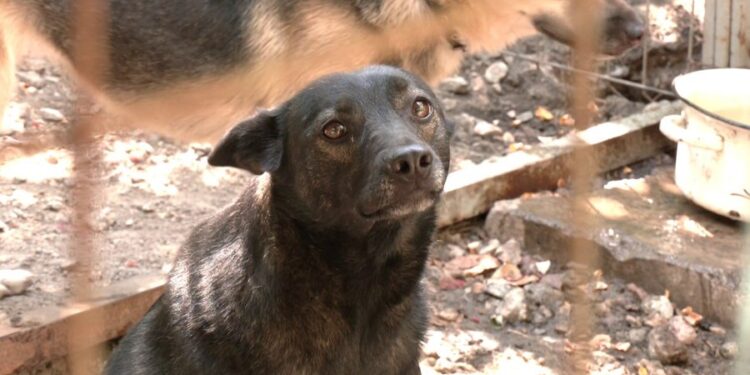 У Запоріжжі волонтери збирають корм для тварин, які залишились на прифронтових територіях – куди приносити | Новости Запорожья