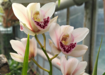 У Запорізькому ботанічному саду розцвіли орхідеї – фото | Новости Запорожья