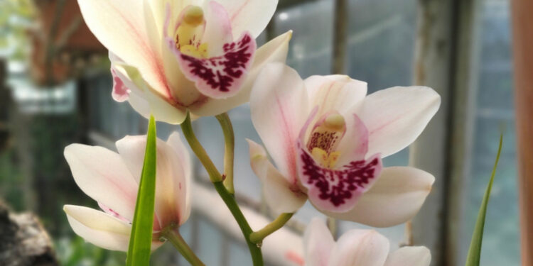 У Запорізькому ботанічному саду розцвіли орхідеї – фото | Новости Запорожья