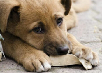 Запорізькі мобільні бригади ветлікарів-волонтерів рятують тварин | Новости Запорожья