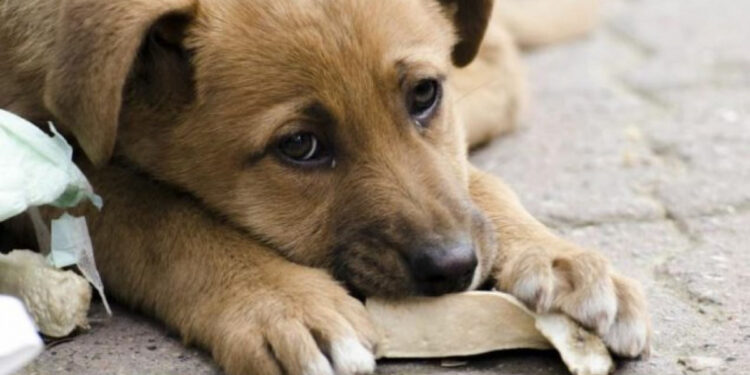 Запорізькі мобільні бригади ветлікарів-волонтерів рятують тварин | Новости Запорожья