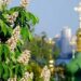 Прогноз погоди у Києві та Київській області 24 квітня | Новини Київ