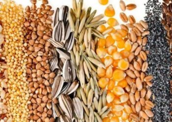 Стало відомо, як змінювалися ціни на зернові та олійні – ЭКОНОМИКА