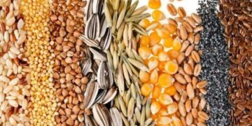 Стало відомо, як змінювалися ціни на зернові та олійні – ЭКОНОМИКА