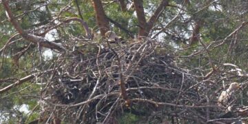 Біля водойми-охолоджувача ЧАЕС зустрічаються найбільші хижі птахи | Новини Київ