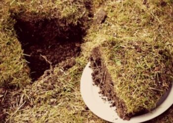 На Житомирщині перед судом за земельні махінації постане держреєстраторка – ЭКОНОМИКА