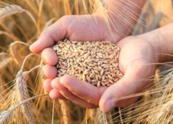 Литва відновила закупівлі російського зерна після шестимісячної перерви – ЭКОНОМИКА