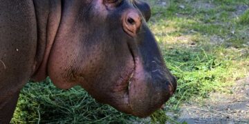 13 квітня, бегемотик Лілі з Київського зоопарку знову повернеться | Новини Київ