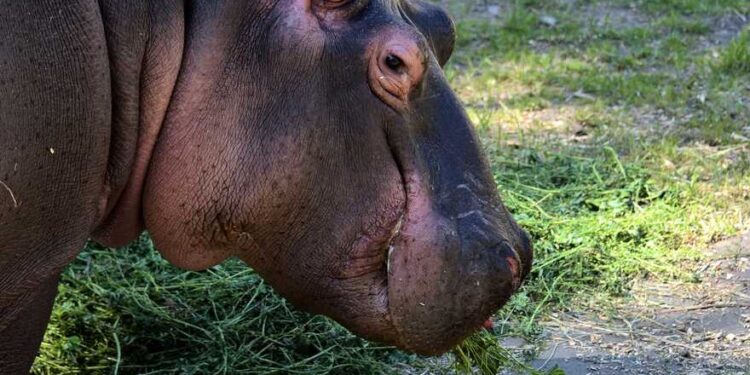 13 квітня, бегемотик Лілі з Київського зоопарку знову повернеться | Новини Київ