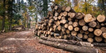 На Прикарпатті викрили керівництво лісгоспу, яке незаконно вирубало лісу на чверть млрд – ЭКОНОМИКА