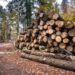 На Прикарпатті викрили керівництво лісгоспу, яке незаконно вирубало лісу на чверть млрд – ЭКОНОМИКА