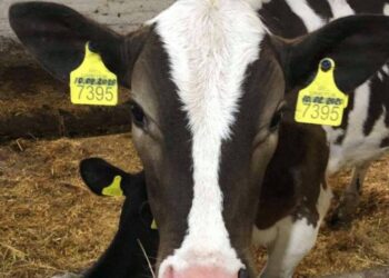 На Чернігівщині корова за добу дає 70 л молока – ЭКОНОМИКА