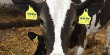 На Чернігівщині корова за добу дає 70 л молока – ЭКОНОМИКА