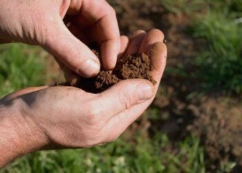 Стало відомо, як відновити Державний акт без кадастрового номеру – ЭКОНОМИКА