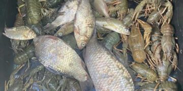 На Київщині незаконно ловили раків | Новини Київ
