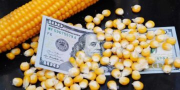 Китай відмовляється від української кукурудзи – ЭКОНОМИКА