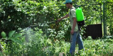 Боротьба з амброзією: у Полтаві замовляють засіб від шкідника