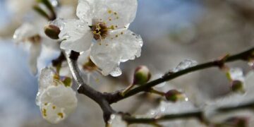 Черкащанам повідомили, коли очікувати заморозки