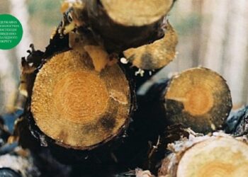 “Чорні лісоруби” знищили в Березівському районі дерев на 8 мільйонів