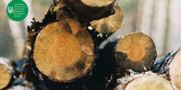 “Чорні лісоруби” знищили в Березівському районі дерев на 8 мільйонів