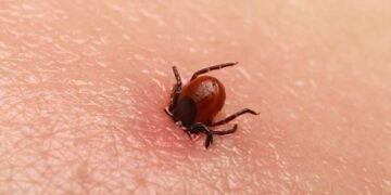 У Києві очікується навала кліщів: мешканців попередили про небезпеку | Новини Київ