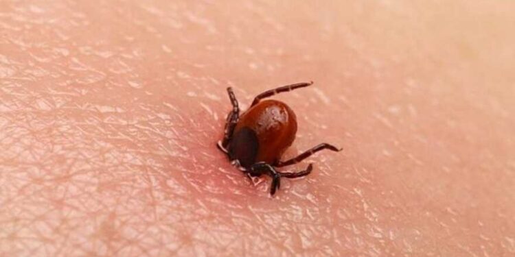 У Києві очікується навала кліщів: мешканців попередили про небезпеку | Новини Київ