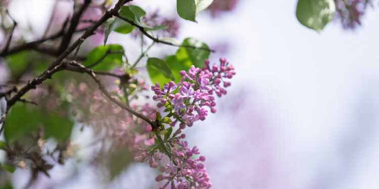 У столиці починає квітнути бузок | Новини Київ