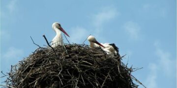 Дерево з гніздом лелек горіло на Тернопільщині
