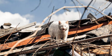 31 березня: як минув у Сумах і на Сумщині останній день місяця – Область – Сумские новости