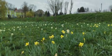 Долина нарцисів квітне у Збаражі біля Тернополя